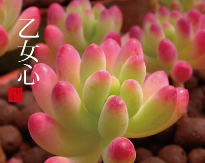 多肉植物怎么养？多肉植物种植方法